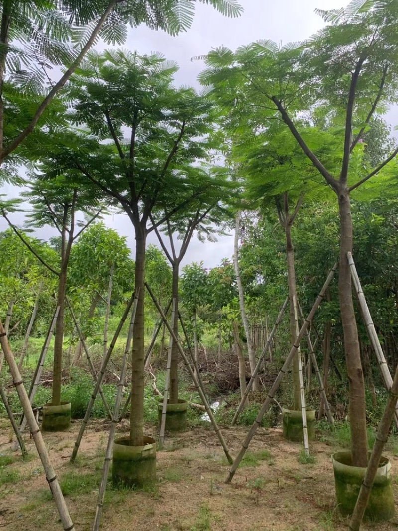 绿化苗木，凤凰木，规格10到20公分，骨架，大量。