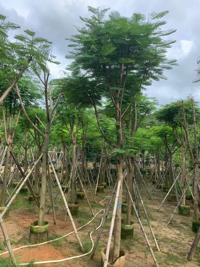 绿化苗木，凤凰木，规格10到20公分，骨架，大量。