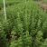 枸杞叶，纯叶子，即煮即食菜用枸杞叶子，纯叶子，直接下汤。