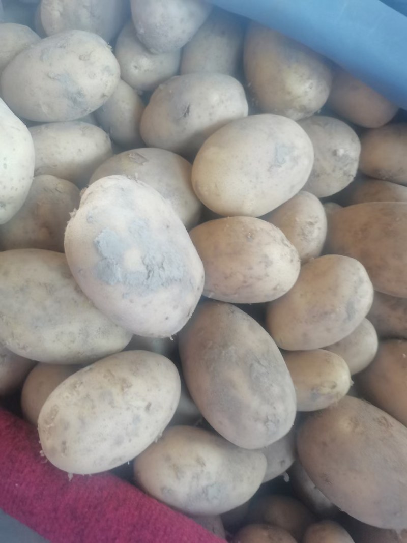 精品早熟土豆大量上市，皮亮，个大，口感好。