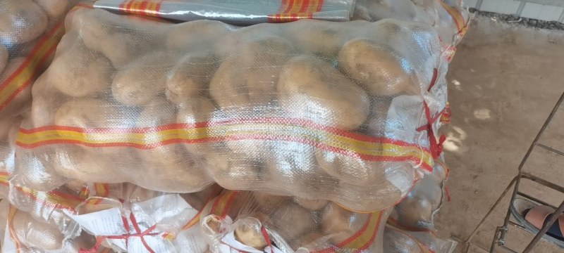 精品早熟土豆大量上市，皮亮，个大，口感好。