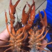 微山湖小龙虾养殖场一手货源龙虾种苗，包养殖技术！