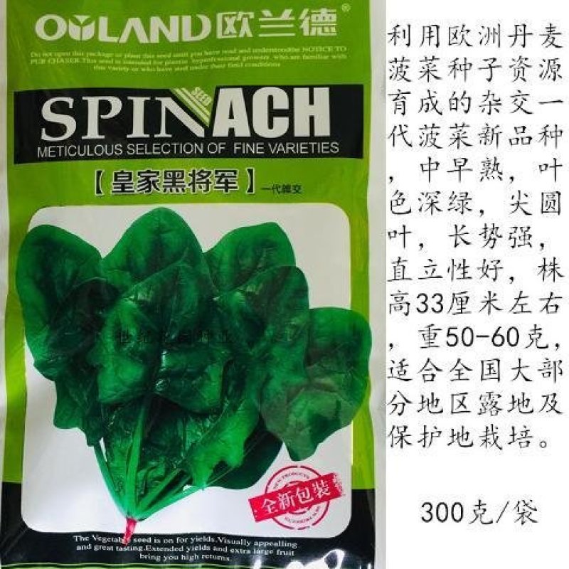 欧兰德菠菜种子皇家黑将军耐寒耐热杂交菠菜品种农家秋季播蔬
