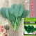 欧兰德菠菜种子皇家黑将军耐寒耐热杂交菠菜品种农家秋季播蔬
