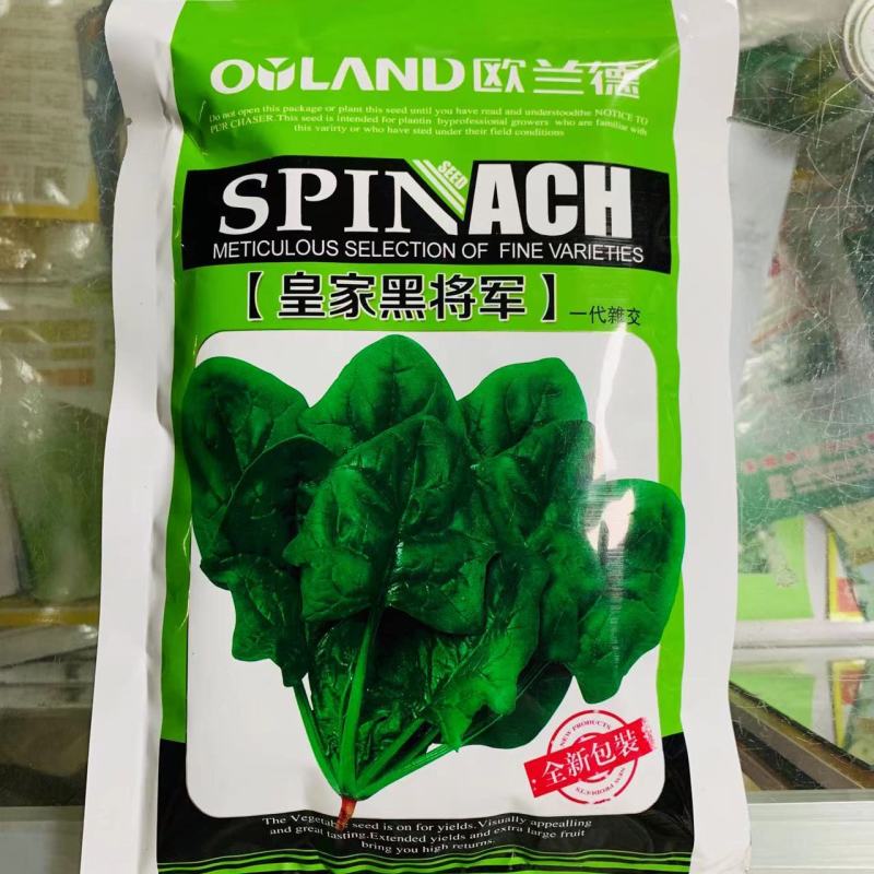 欧兰德菠菜种子皇家黑将军耐寒耐热杂交菠菜品种农家秋季播蔬