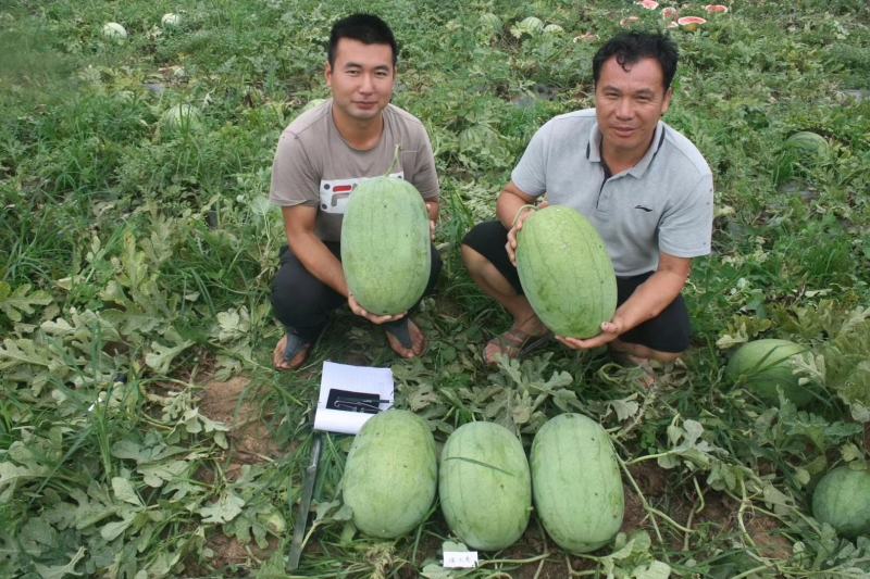 绿之秀西瓜种子豫艺创世纪中早熟抗病大果不裂瓜单瓜重20斤