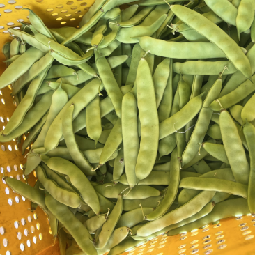 精品油豆一手货源大量有货