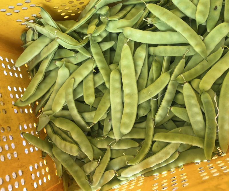 精品油豆一手货源大量有货