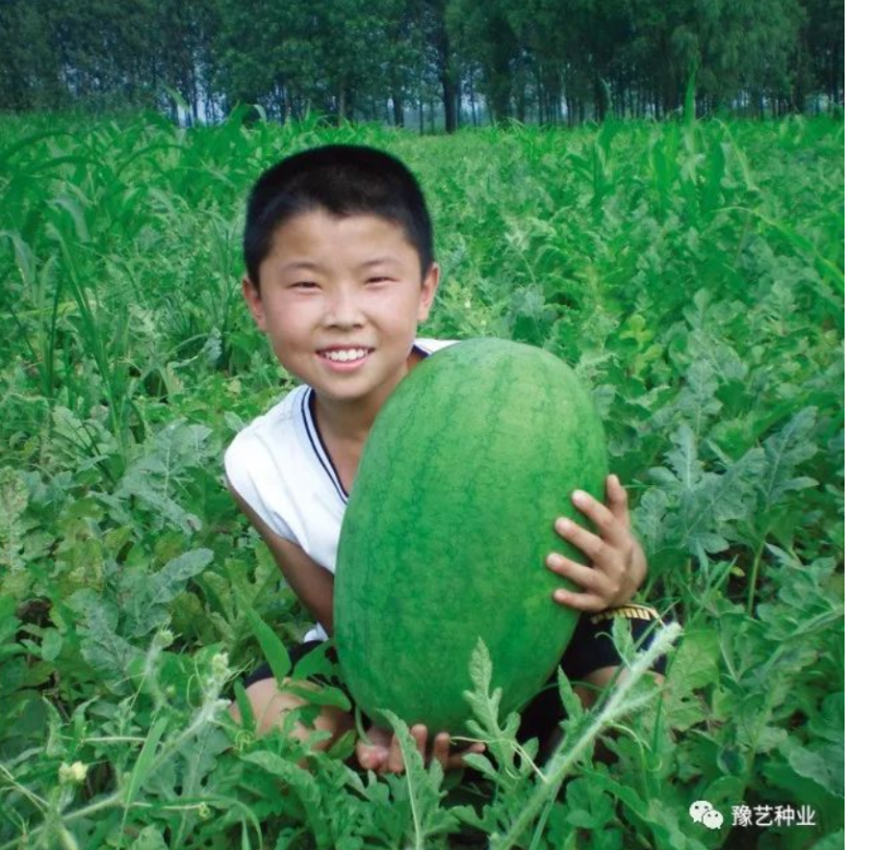 绿之秀西瓜种子豫艺创世纪中早熟抗病大果不裂瓜单瓜重20斤