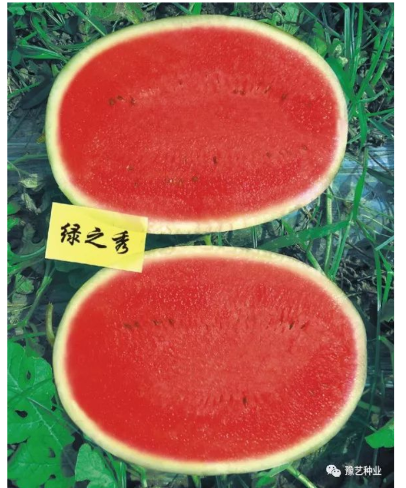 绿之秀西瓜种子豫艺创世纪中早熟抗病大果不裂瓜单瓜重20斤