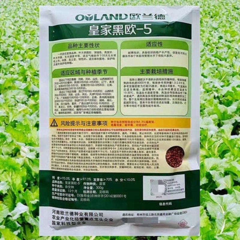 菠菜种子欧兰皇家黑欧-5菠菜高产抗病耐热耐寒耐抽苔新疆西