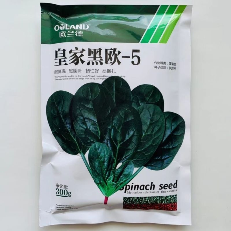 菠菜种子欧兰皇家黑欧-5菠菜高产抗病耐热耐寒耐抽苔新疆西
