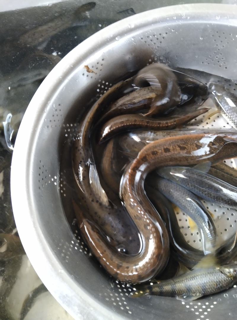 石扁头（石钳）