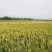 黄花菜新鲜黄花菜农场种植现采现发品质保障