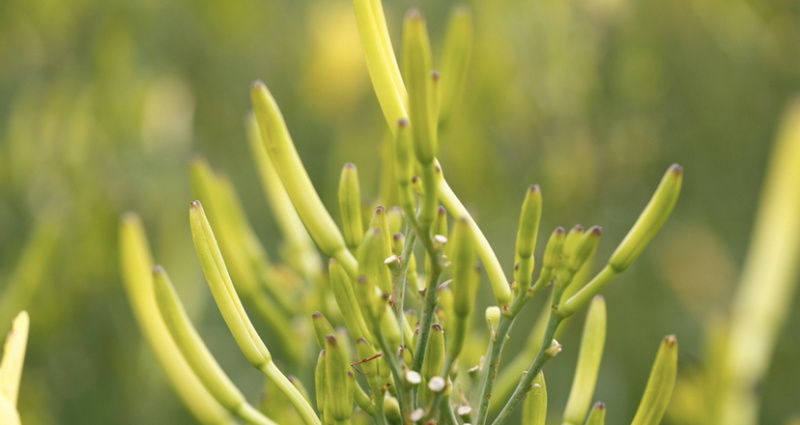 黄花菜新鲜黄花菜农场种植现采现发品质保障