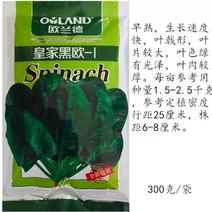 菠菜种子欧兰德皇家黑欧一1菠菜种子优质高产菠菜种子早熟菠