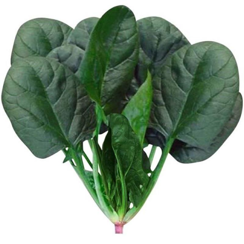 菠菜种子欧兰德皇家黑欧一1菠菜种子优质高产菠菜种子早熟菠