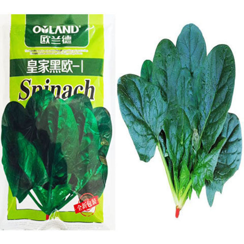 菠菜种子欧兰德皇家黑欧一1菠菜种子优质高产菠菜种子早熟菠