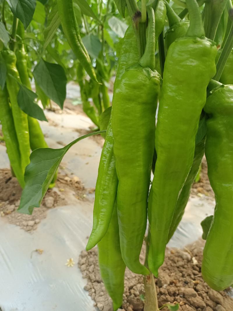 冷棚精品牛角椒条形直无病害