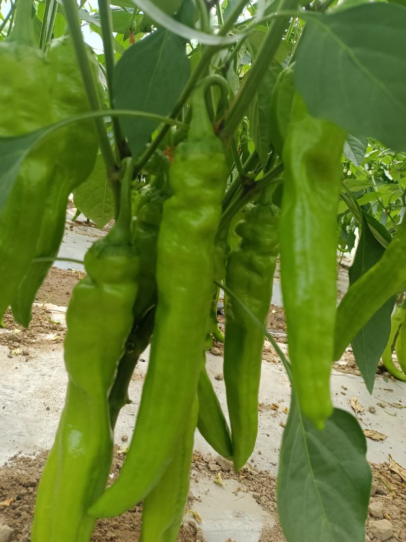 冷棚精品牛角椒条形直无病害