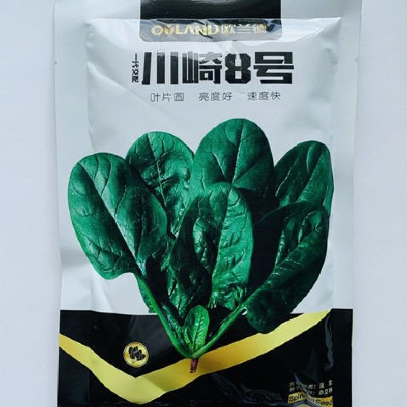 川崎8号圆叶菠菜种子一代杂交趴地菠菜种子四季蔬菜种子
