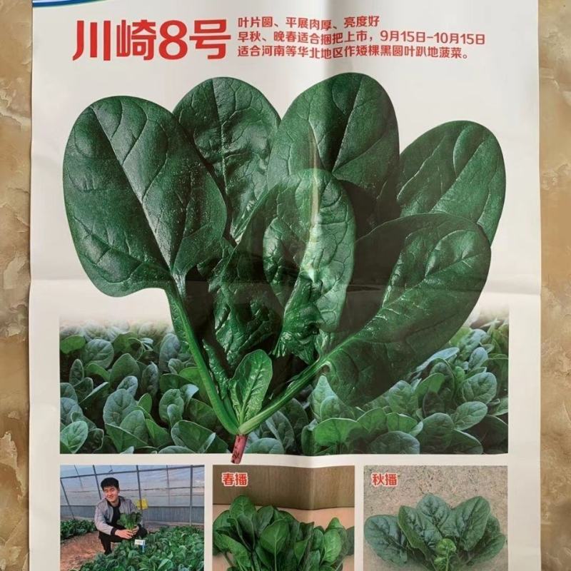 川崎8号圆叶菠菜种子一代杂交趴地菠菜种子四季蔬菜种子