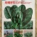 川崎8号圆叶菠菜种子一代杂交趴地菠菜种子四季蔬菜种子