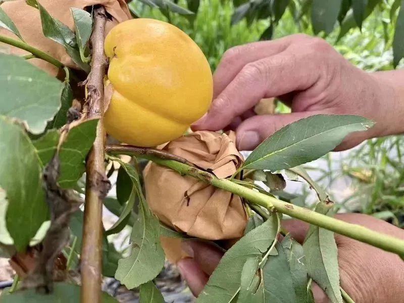 平谷澳油桃，桃味浓，美妙的口味，好吃好甜