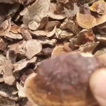人工种植美芝灵芝嫩片