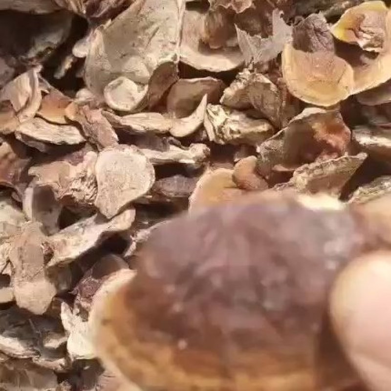 人工种植美芝灵芝嫩片