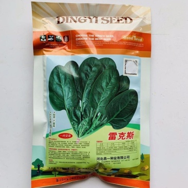 雷克斯春秋冬种植椭圆叶菠菜种子丹麦引进一代杂交菠菜种子