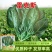 雷克斯春秋冬种植椭圆叶菠菜种子丹麦引进一代杂交菠菜种子