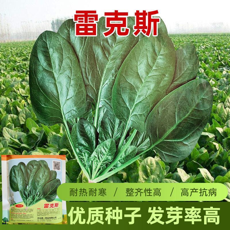 雷克斯春秋冬种植椭圆叶菠菜种子丹麦引进一代杂交菠菜种子