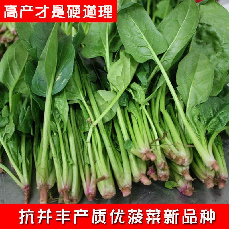 雷克斯春秋冬种植椭圆叶菠菜种子丹麦引进一代杂交菠菜种子