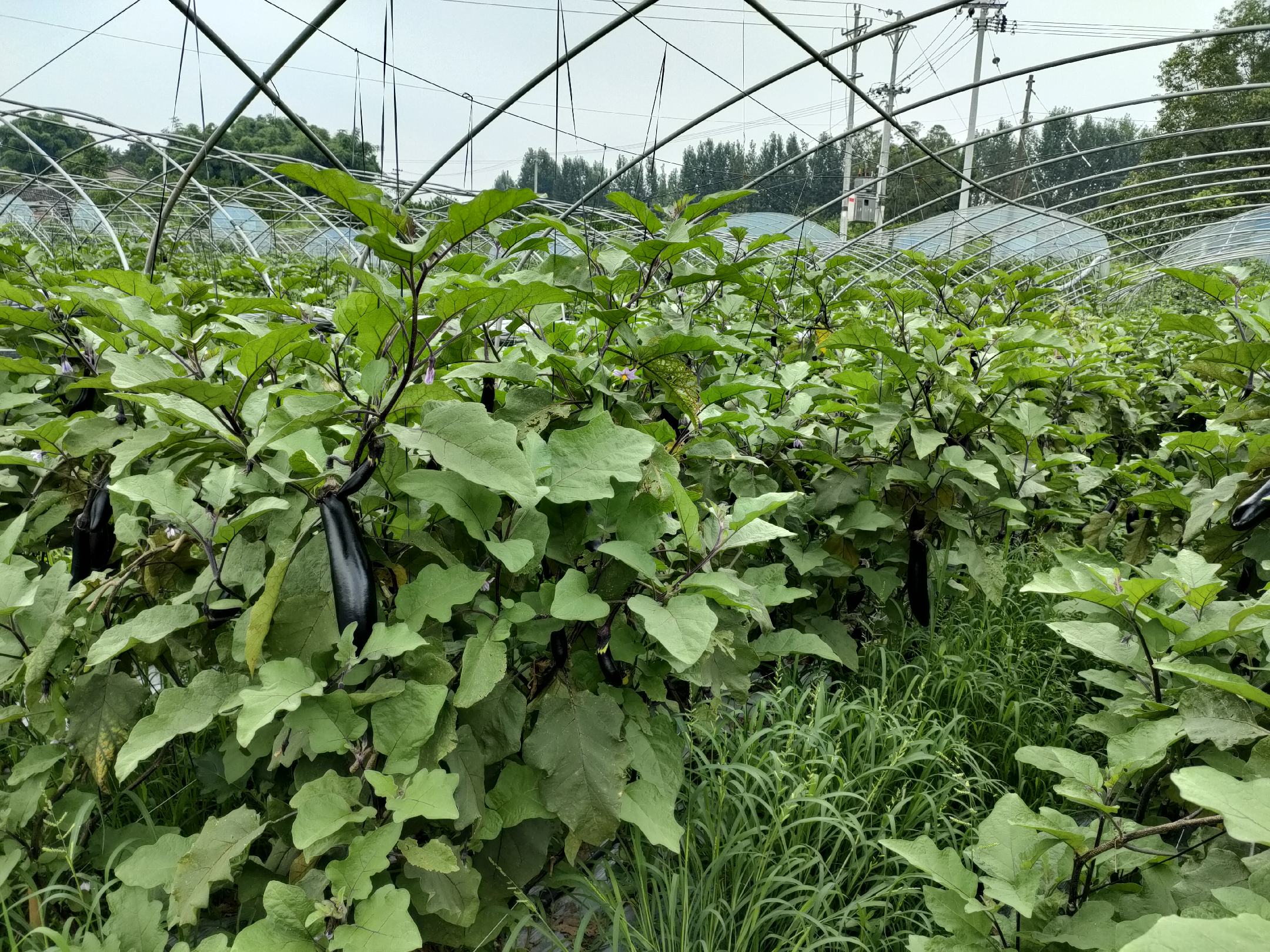 茄子种植基地航拍图