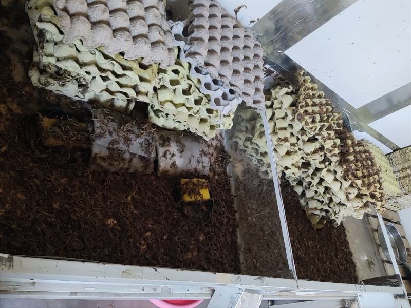 陕西蝎子野外无饲养不喂食。全活。干净无杂质