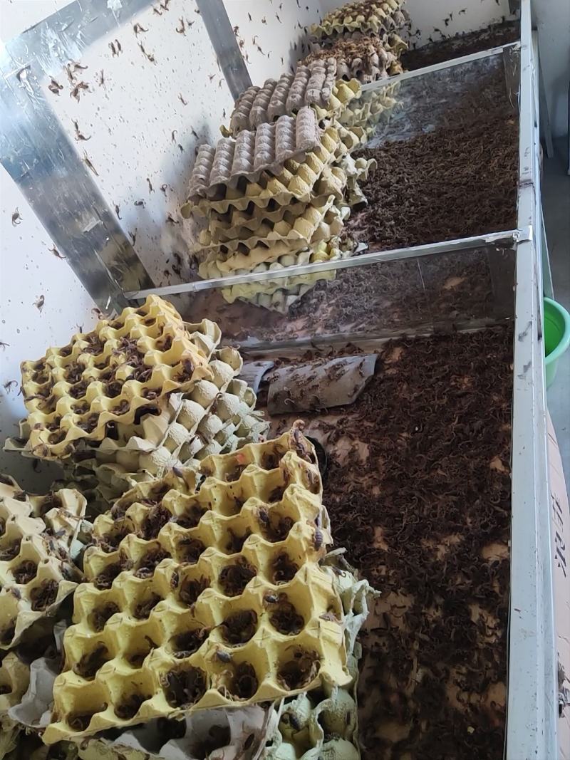 陕西蝎子野外无饲养不喂食。全活。干净无杂质