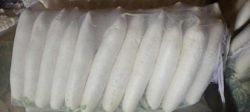 精品四排包，三排包，白萝卜，散装打冷白萝卜