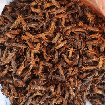 蝼蛄干货，冰冻货，大量上新，有需要的老板请联系，