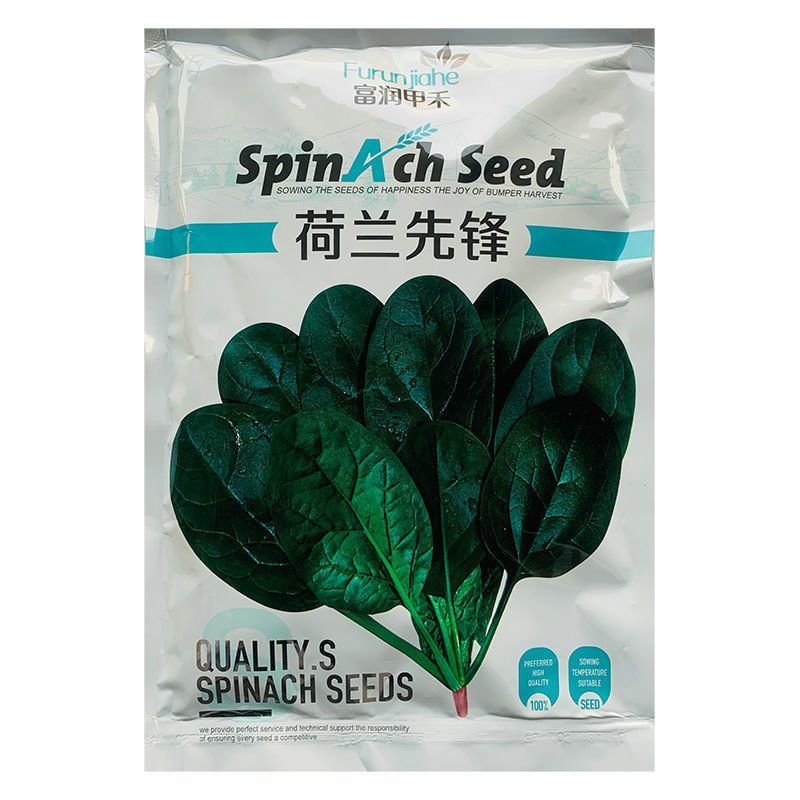 荷兰先锋菠菜种子叶色深绿株型直立南北方春秋越冬蔬菜种籽
