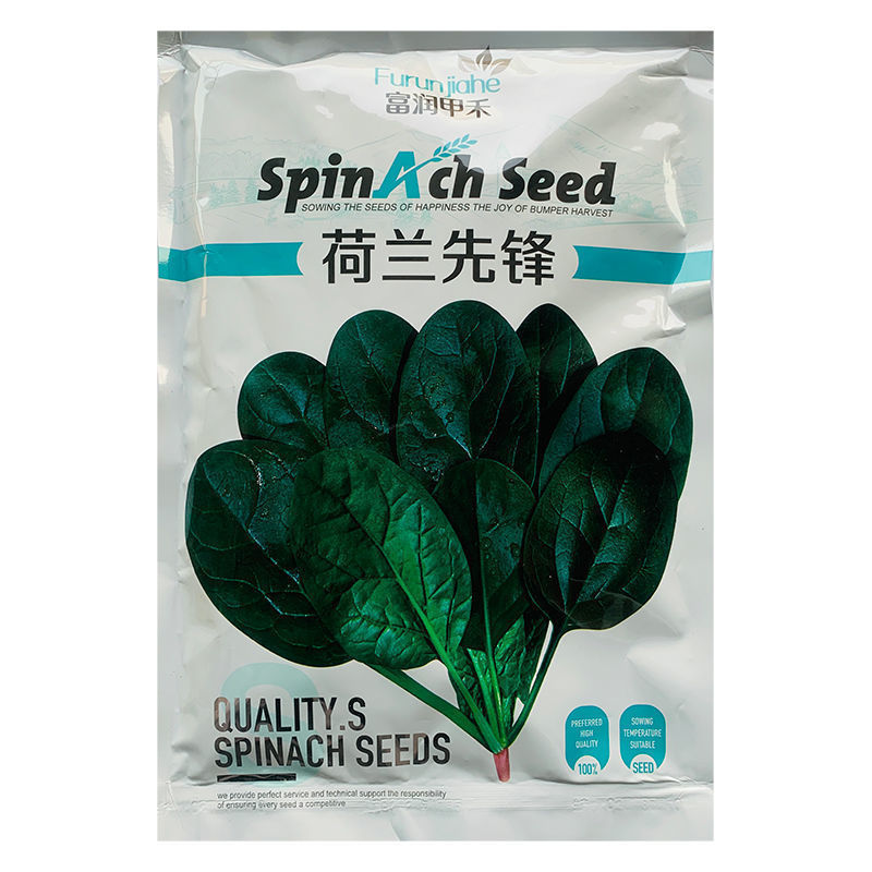 荷兰先锋菠菜种子叶色深绿株型直立南北方春秋越冬蔬菜种籽