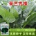 荷兰先锋菠菜种子叶色深绿株型直立南北方春秋越冬蔬菜种籽