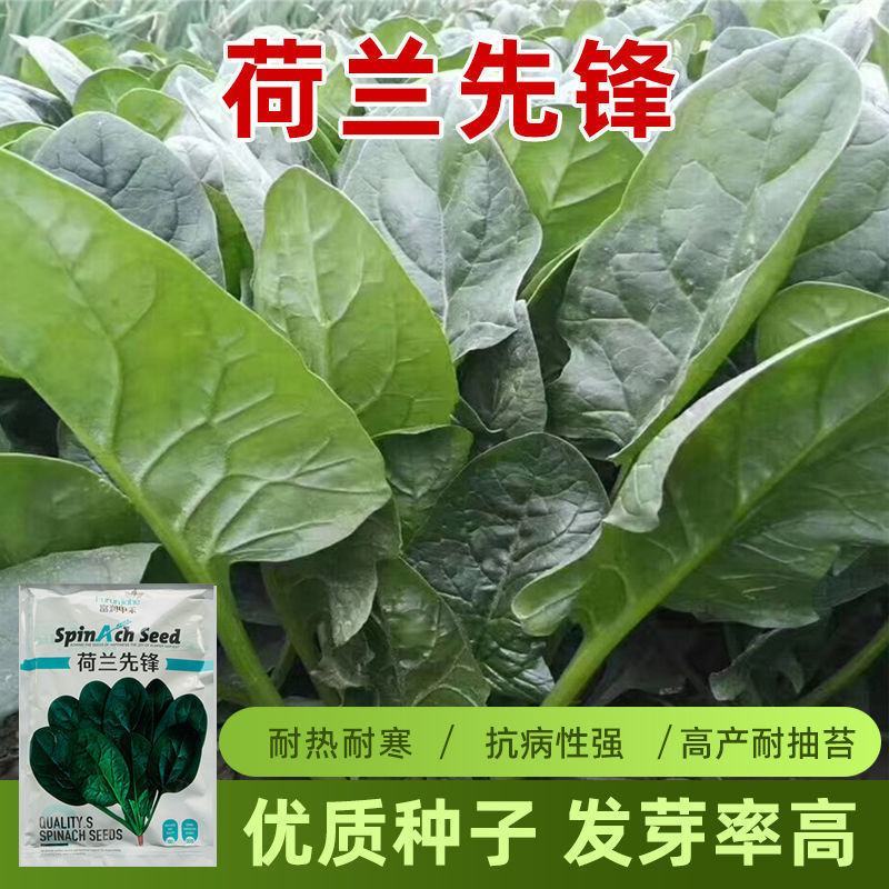 荷兰先锋菠菜种子叶色深绿株型直立南北方春秋越冬蔬菜种籽