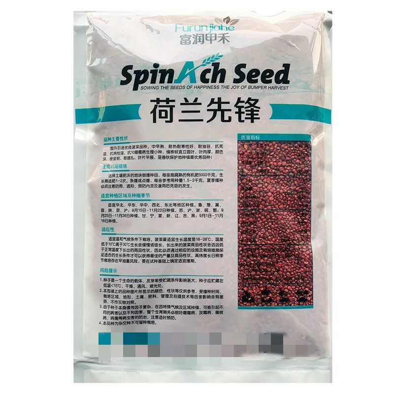 荷兰先锋菠菜种子叶色深绿株型直立南北方春秋越冬蔬菜种籽