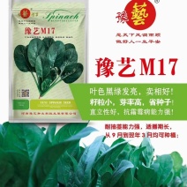 豫艺M17菠菜种子半圆叶直立性强叶肉厚抗病性强45天可收