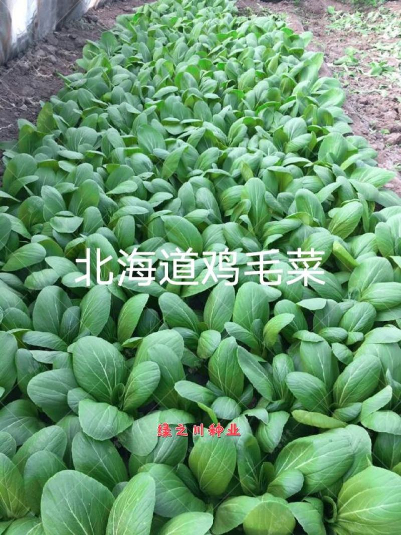 精选鸡毛菜种籽北海道鸡毛菜种子耐热耐雨无焦心，抗病