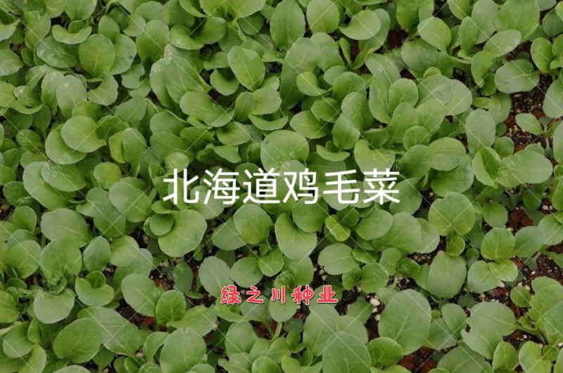 精选鸡毛菜种籽北海道鸡毛菜种子耐热耐雨无焦心，抗病