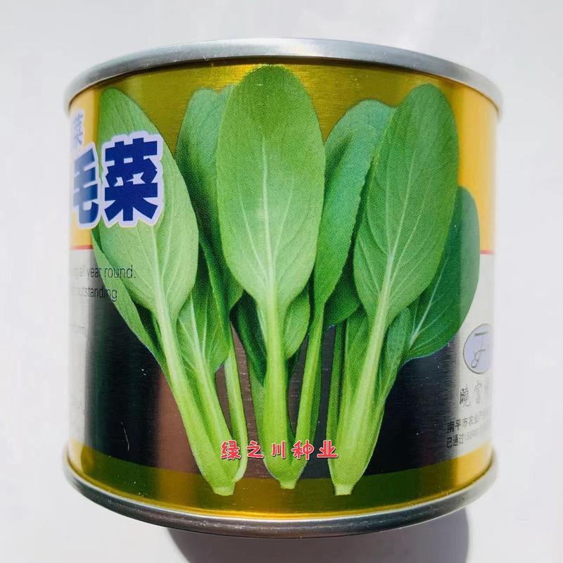 精选鸡毛菜种籽北海道鸡毛菜种子耐热耐雨无焦心，抗病