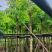 假苹婆