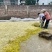 【推荐】2025年优质清水黄花菜原料凉拌黄花菜火锅用料